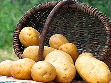 Rana berba za mudre vrtlare - Minerva krumpir: opis sorte i fotografije