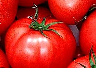 Early harvest for beginners - Baron tomato: variety description, photo, characteristics