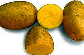 Estrela precoce de campos de batata - batatas Vega: descrição e características