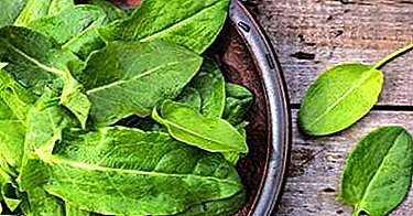 Common diseases of sorrel, fight against them, photos of unhealthy plants