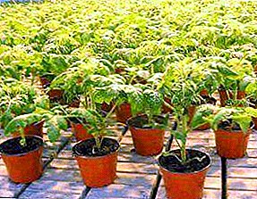 Pomidorų sodinukai šiltnamiui: kada sodinti ir kaip augti
