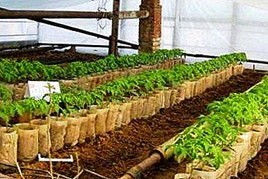 Tomato seedling in a greenhouse or greenhouse: how to grow and what are the advantages, disadvantages of this method?