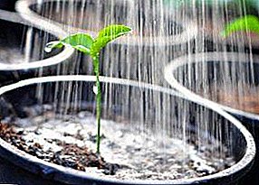 Låt oss berätta hur ofta vattna plantor av paprika och äggplanter: den idealiska kompositionen och temperaturen på vatten, läget för att bevattna frön, unga skott och starka plantor