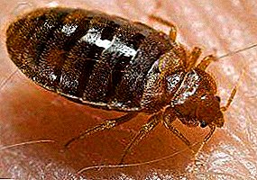 Bedenken Sie, was die Käfer fressen: Welche Art von Mundapparat haben sie, was essen sie und wie können sie lange Zeit ohne Nahrung überleben?