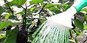 Помислете как да посадите разсад от патладжани: правилната честота на водата и напояването, характеристиките на режима след бране и разсаждане, полезни съвети