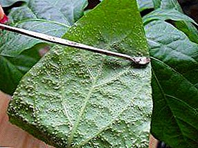 Rozważ główne choroby sadzonek słodkiej papryki i walkę z nimi: zdjęcie, dlaczego pędy i szkodniki papryki spadają i wysychają, i jak się ich pozbyć