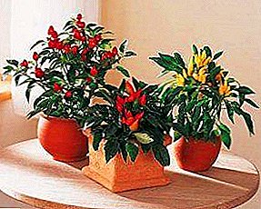 Consider the hot pepper: growing from seed, when planted at home, caring for seedlings