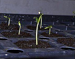 Consider the reasons why eggplant seedlings die? What to do if it grows poorly and tips in case it dies completely