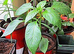 "Grow big, not small", growth stimulants for pepper seedlings