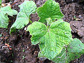 Разберете кога да растите краставици на разсад за открит терен? Препоръки за сеитба, разсаждане и грижи, както и дали е възможно сеенето на семена на открито