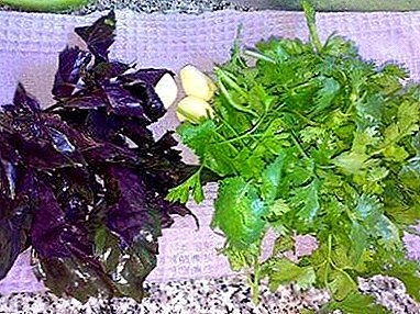 Diferencias entre el cilantro y la albahaca, así como las propiedades y características útiles del uso de hierbas