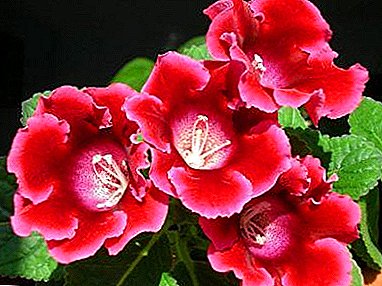 We multiply at home: growing gloxinia from seeds