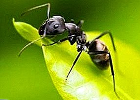 Reprodução e estágio de desenvolvimento de formigas