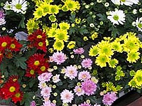 Reproduction and cultivation of chrysanthemums. Useful tips