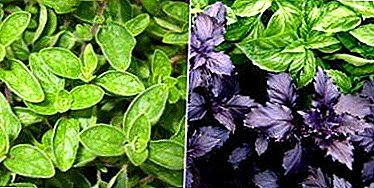 समान नाम वाले विभिन्न पौधे - रेगन और ओरेगनो। अंतर तुलसी और अजवायन