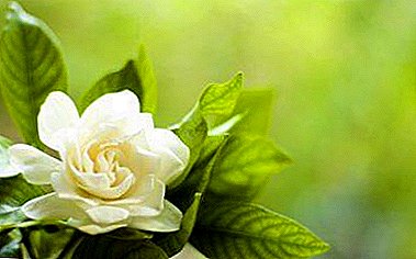En række forskellige typer gardenia: tahitisk, pink, variegatnaya og andre