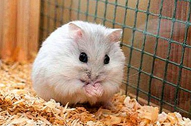 Har det lov til å mate hamster med sorrel? Hva slags gress kan gis til gnagere?