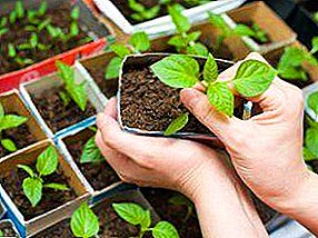 De echte uitdaging vandaag is het planten van paprika's voor zaailingen in de Oeral: hoe en wanneer te planten, alle nuances