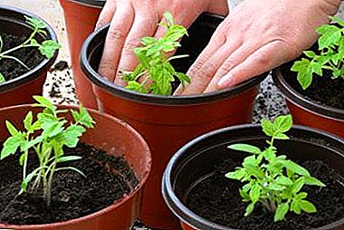 Recetas para el cultivo de tomates después de la recolección, posibles problemas y soluciones.