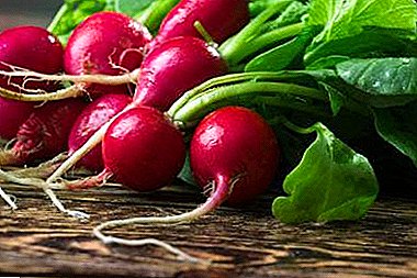 Radish in the diet of guinea pigs and other pets. Is it possible to give and will there be consequences?