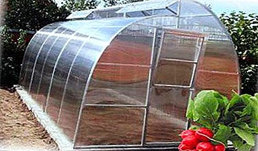 Radish in a polycarbonate greenhouse: when and how to plant seeds to get a good harvest?