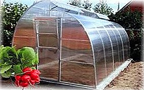 Radish in a polycarbonate greenhouse: when to sow and how to grow the best varieties in the winter?