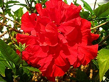 Recommendations flower growers for growing and caring for terry hibiscus at home. Photos and descriptions of varieties