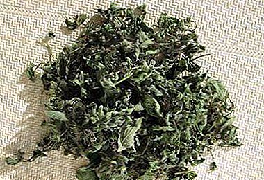 Recommendations: how to dry lemon balm at home?