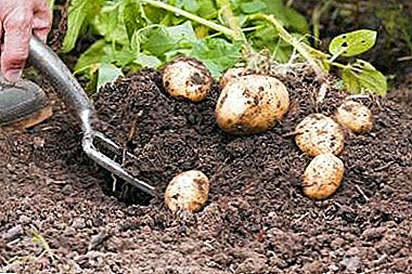Recomandări când și cum să fertilizeze terenul pentru cartofi