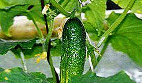Recommendations for growing cucumbers in an apartment, house or basement: which variety to choose, when it is better to plant, how to properly care