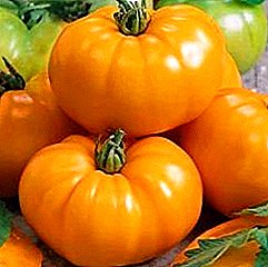 Recommendations for growing tomato "Yellow giant" and description of the variety