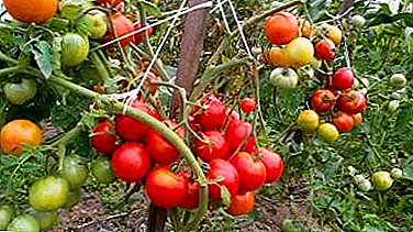 Résistance record au gel avec «perce-neige» de tomate: caractéristique, description de la variété et photo