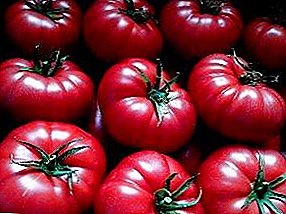 Rekam pemegang di tempat tidur Anda - tomat "Serangan Crimson": deskripsi varietas, foto