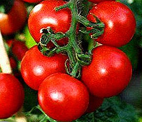 The record among hybrids is the Yupator tomato variety and its characteristics.
