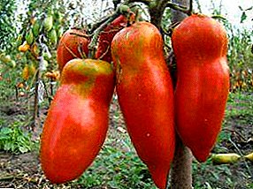 The romantic name of the tomato "Scarlet Mustang" takes from a memorable shape