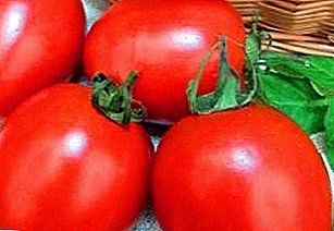 Russian early ripe, very fruitful tomato “Valentina”: description of the variety and merits
