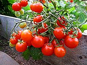 Sebaran tomat berharga di tempat tidur - tomat "Mutiara Merah"