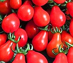 Uma dispersão de frutos brilhantes na estufa e num jardim aberto - Tomate pêra vermelho: descrição da variedade, peculiaridades do cultivo