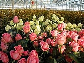 Rosas en el invernadero: ¿cuánto está creciendo y cómo crecer todo el año?
