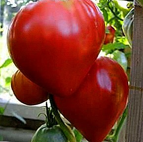 Rosa Klassiker in Ihrem Gewächshaus - die Beschreibung einer Sorte einer Tomate "Cardinal"