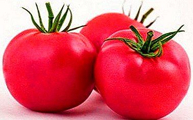 Pink paradise in the garden - Japanese hybrid tomato "Pink Paradise": agricultural technology, description and characteristics of the variety