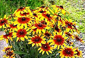 Rudbeckia is a sunny, bright flower for any garden.