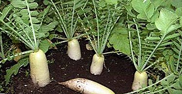 With what crops can radish coexist, and then plant it?