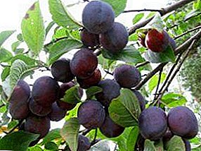 Garden plum: simple, tasty, necessary, useful