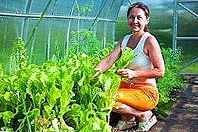 Arugula og Iceberg Salat: Hvordan vokse i et drivhus i vinter?