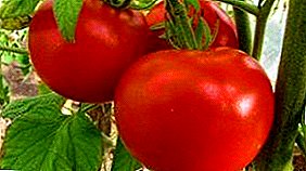السمة الأكثر اكتمالا من الطماطم "حكاية الثلج الجنية": وصف الصنف وخاصة الزراعة