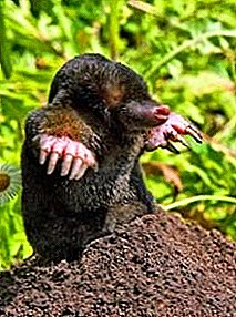 The most effective methods of dealing with moles