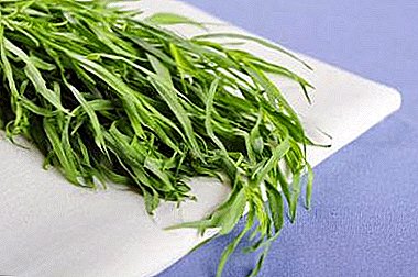 The most effective methods: how to store fresh tarragon and prepare it for the winter?