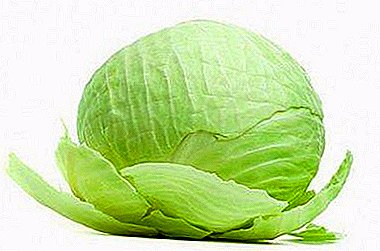 The best varieties of cabbage: kvass, store, grow, cook!