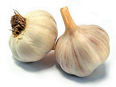 The best recipes for enema from worms with garlic, indications and limitations on the use of